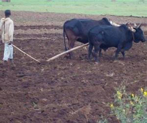 Farming in past and present Oromo (Oromia, modern kemet)
