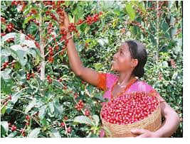 Coffee and Oromo woman