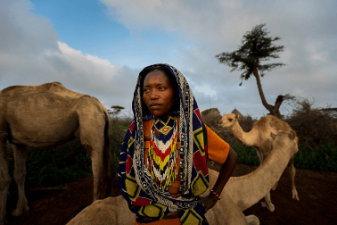 Camel in Borana Oromo