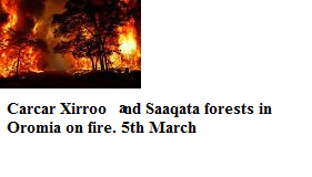 Carcar Xirroo and Saaqata forests in Eastern Oromia on fire 5th March 2015