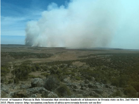 Forest of Saanatee Plateau in Bale Mountains that stretches hundreds of kilometers in Oromia state on fire. 2nd March 2015.