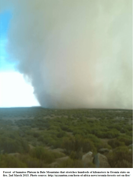 Forest1 of Saanatee Plateau in Bale Mountains that stretches hundreds of kilometers in Oromia state on fire. 2nd March 2015.