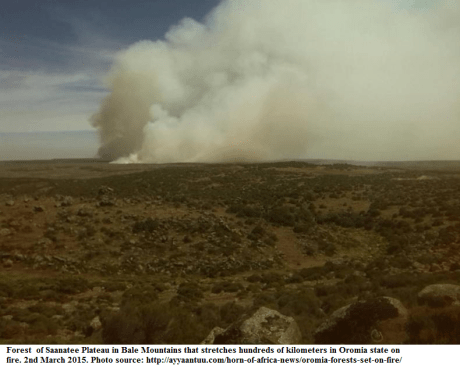 Forest2 of Saanatee Plateau in Bale Mountains that stretches hundreds of kilometers in Oromia state on fire. 2nd March 2015.