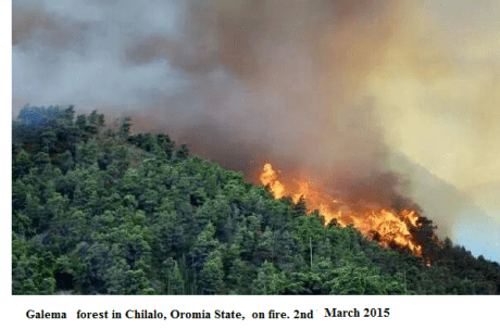 Galema forest in Oromia on fire