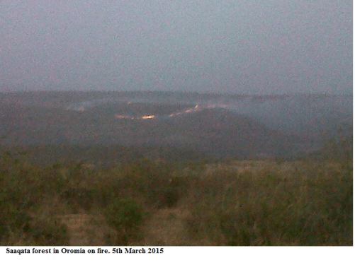 Saaqata forest in Oromia on fire. 5th March 2015
