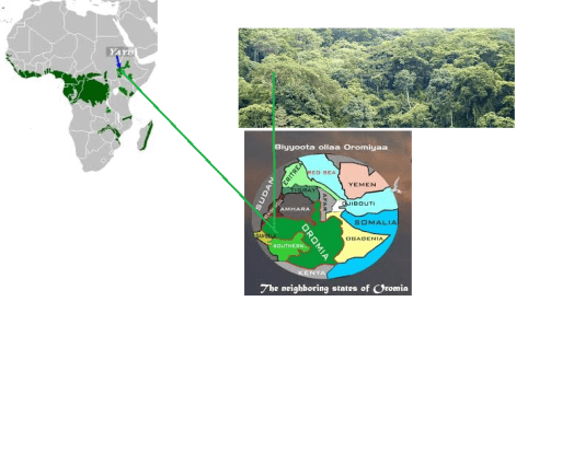 Yayu Oromia