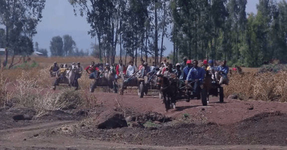 Hacaaluu Hundessa, Oromo culture music video maalan jira picture1