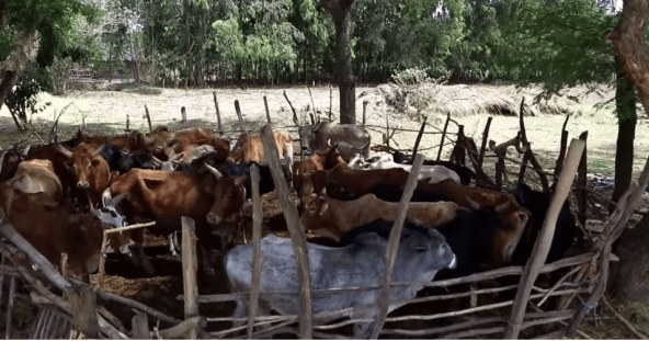 Hacaaluu Hundessa, Oromo culture music video maalan jira picture17