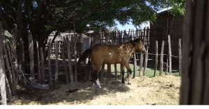 Hacaaluu Hundessa, Oromo culture music video maalan jira picture24