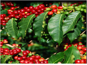 Coffee (Buna) originated from Oromia