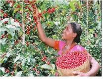 Coffee (Buna) originated from Oromia2