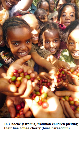 In Choche (Oromia) tradition children picking their fine coffee cherry (buna bareedduu)