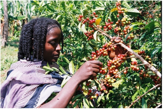 Oromia coffee, Buna Oromia (Arabica coffee)