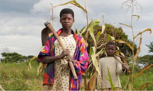 Poor quality fertiliser is keeping yields down in Uganda, according to a new study. Photograph, Dan Chung for the Guardian
