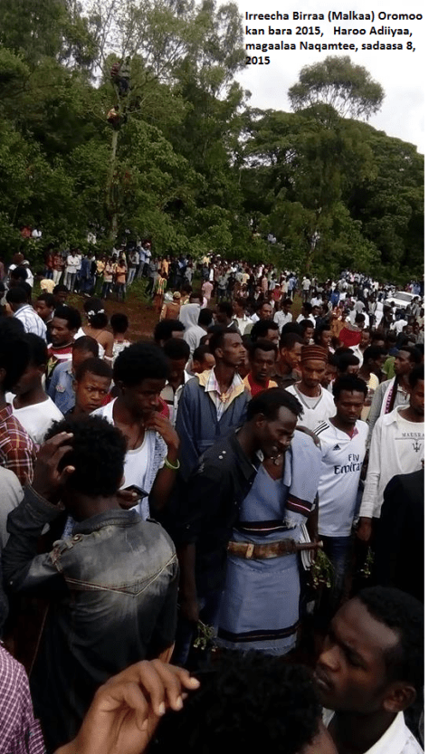 Irreecha Birraa (Malkaa) Oromoo kan bara 2015, Haroo Adiiyaa, magaalaa Naqamtee sadaasa 8, 2015 picture1