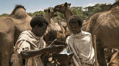 Karrayyuu Oromo and camel milk