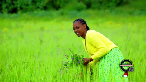 Oromia, Bara Olaanoon Gadaa7