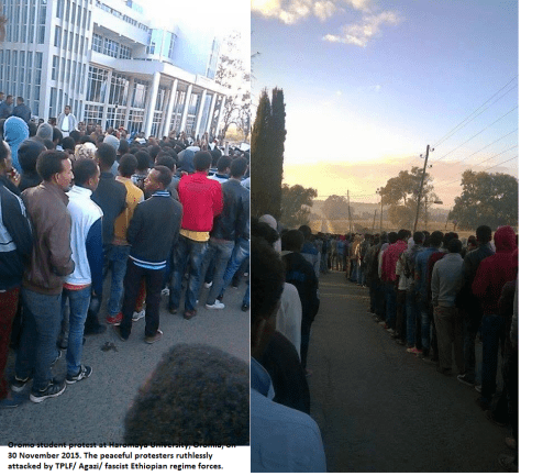 Oromo student protest at Haromaya University, Oromia, on 30 November 2015. The peaceful protesters ruthlessly attacked by TPLF (Agazi) fascist Ethiopian regime forces.