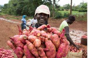 Study on Agroecology (OAKLAND INSTITUTE) in Africa Sweet potato harvest. Credit to Aminah Jasho, KHCP.