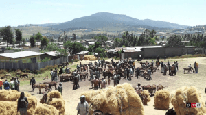 Abbaay Cooman, Horroo Guduruu Wallaggaa, Oromia