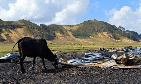 A cow on Solagrow land near property burnt down in a protest in Chitu, Oromia