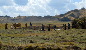 Workers near Chitu in the Oromia