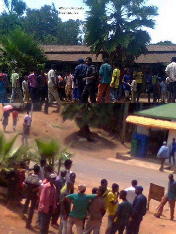 #OromoProtests in Nophaa, Iluu Abbaa Booraa, 8 March 2016.png