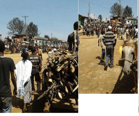 #OromoProtests in Buunno'oo Bedellee, Iluu, Oromia, TPLF fascist forces attacked school student, 19 April 2016 p1