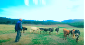 Nice Oromo pictures from Shukri Jamal's music, Bullo Boshee. p4