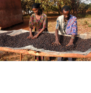 oromo-family-farm-coffee-production